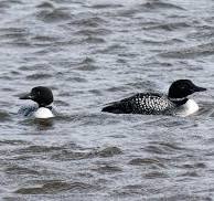 Great Northern Diver (Gavia immer), Iceland | GRID-Arendal