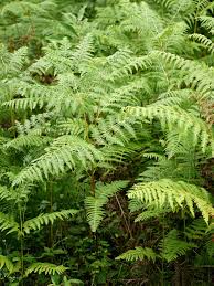 Image result for Pteridium