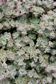 Most of the images were taken in california or arizona, with a few habitat images to introduce the mesembs mesembryanthemum is a genus of succulent flowering plants in the aizoaceae family from. Sedum Spathulifolium Cape Blanco Sedum Plants Cacti And Succulents
