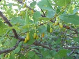 Image result for Berchemia zeyheri