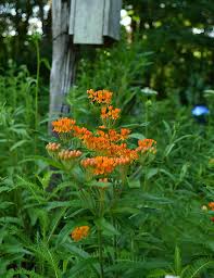 Image result for Asclepias
