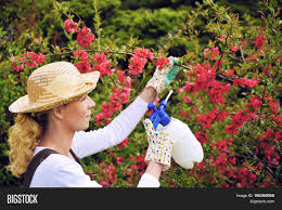 The pink lady apple tree has fruit with a blushing pink skin over green. Young Woman Spraying Image Photo Free Trial Bigstock
