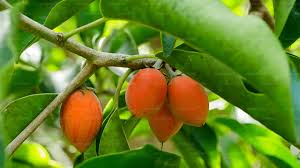 Image result for Mimusops