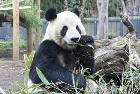 The site owner hides the web page description. æ±äº¬éƒ½æ©è³œä¸Šé‡Žå‹•ç‰©åœ' æ±äº¬ã®è¦³å…‰å…¬å¼ã‚µã‚¤ãƒˆgo Tokyo