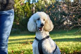Those with short hair shouldn't feel limited to always wearing it down. 5 Top Poodle Haircut Styles For 2019 The Dog People By Rover Com
