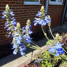 Image result for Lobelia uliginosa