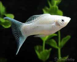 Picture Of Mollies Google Search Molly Fish Tropical Fish Aquarium Pet Fish