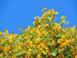 Image result for Tipuana