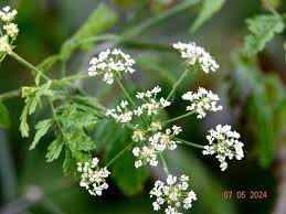 Image result for Berula erecta