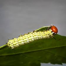 At the end of this article, you will also find information about how to safely control any pest caterpillars. Adirondack Moths Rosy Maple Moth Dryocampa Rubicunda