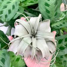 Image result for Xerophyta argentea