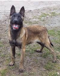 Belçika, köpek, malinois hakkında daha fazla fikir görün. Belcika Kurdu Kopek Satis