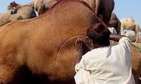 I crash my camel into bridge. Pimp My Camel Album On Imgur