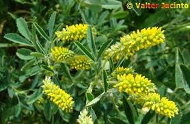 Image result for Melilotus indicus