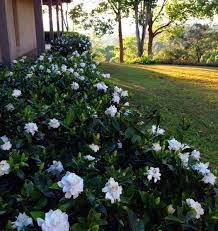 Product overview mature size of 3 ft. Gardenia Bush Hedge This Might Be A Nice Replacement For Those Rosebushes Under The Windows Next To The Flowers That Grow In Shade Shade Flowers Gardenia Bush