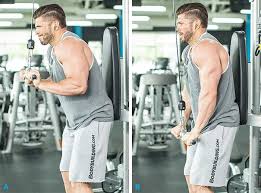 Marieb essentials muscle names & body movements. The 10 Triceps Exercises That Build Muscle Bodybuilding Com