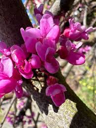 Image result for Cercestis congensis