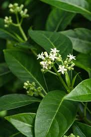Image result for Psychotria ceratoloba