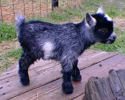Pygmy Vs Nigerian Dwarf Cute Goats Pygmy Goat Goats