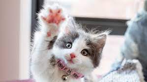 When the player wakes, their tamed cats also wake. The Cat S Meow The Humane Society Of The United States