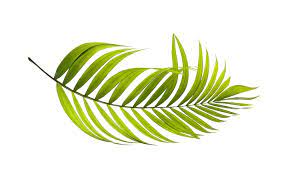 Free Image On Pixabay Palm Leaf Green Botany Tropical Bonsai Palm Tree Botany Leaf Illustration
