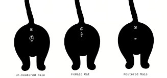 Generally, male cats will be bigger than female cats, but you can get naturally small male cats and very large female cats. How To Tell The Sex Of A Cat A Cat Sexing Guide Tuxedo Cat