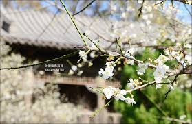 The site owner hides the web page description. åŒ—å°ç£è³žæ¢…å‹åœ° è§'æ¿å±± çŸ³é–€æ°´åº« æ…ˆæ¹– è‡³å–„åœ' å£«æž—å®˜é‚¸ å¿—æˆå…¬åœ' å§Šå§ŠéŠè¨˜ æ„›åƒé¬¼èŠ¸èŠ¸