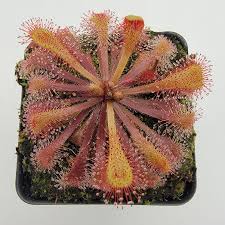 Image result for Drosera natalensis