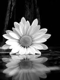 See black and white flower stock video clips. 170 Black And White Flowers Ideas Black And White Flowers Black And White White Flowers