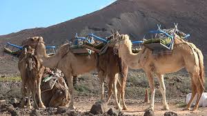Let's explore how to do this. Camels For Camel Riding Dromedary Drom Stock Video Pond5