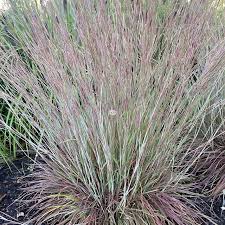 Image result for Stolzia compacta