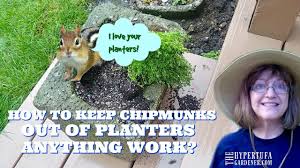 Check your state and local regulations to see if there are any limitations on trapping chipmunks. How To Keep Chipmunks Out Of Planters It Works Youtube