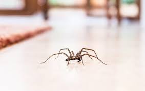 Rely on us for all your pest control needs. Blog Is It Dangerous To Have House Spiders In My Tukwila Home