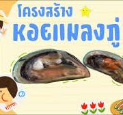 โครงสร้างหอยแมลงภู่|Labผ่าหอยสองฝา