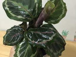 We did not find results for: Brown Tips On Calathea Leaves Edges