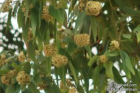 Image result for Eucalyptus sp.