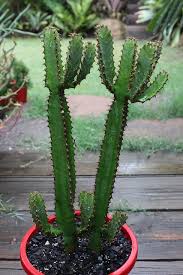 Image result for Euphorbia griseola