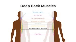 It is like that for several reasons, all of which you can understand by looking at the anatomy of the thoracic spine. Muscles Of The Upper Back Upright Posture Training Device