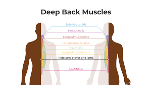 Upper border of ribs ii to v just lateral to their angles. Muscles Of The Upper Back Upright Posture Training Device