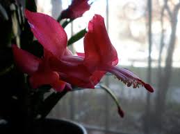 Frequenting transplanting damages the plant, wait until the plant. How To Repot A Christmas Cactus Christmas Cactus