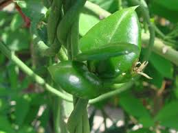 Image result for Ceropegia monteiroae