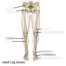 Womans foot bones labeled on white stock photo these pictures of this page are. Bones Of The Leg Diagram Quizlet