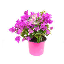 Flori de camp hartie creponata nichiduta ro. Comanda Bougainvillea Floarea De Hartie Bougainvillea De Vanzare La Pret Avantajos