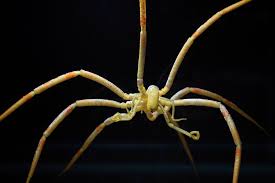 How long do ticks live without a host? How Giant Sea Spiders May Survive In Warming Oceans The New York Times