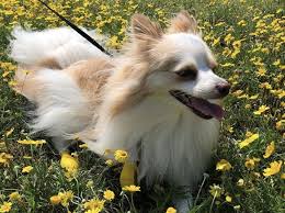 Pomeranian puppy for sale in chino hills ca, usa this puppy is a purebred female pomeranian. Papillon Mixed With Pomeranian Off 66 Www Usushimd Com
