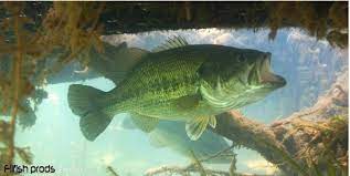 Comment pêcher le congre du bord en. Le Black Bass Apprendre A Le Connaitre Pour Le Pecher