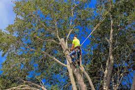 Arborists Near Me Is The Best Tree Service Marketing Website Tree Service Tree Trimming Cost Live Oak Trees
