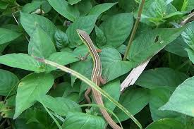 But on their backs, they have shades of green and brown to blend in with foliage when viewed from above. Long Tailed Grass Lizard Takydromus Sexlineatus
