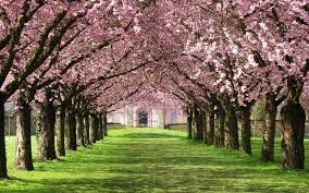 Blumenallee Auf Awallo Shop Fototapete Blutenallee Dd107578 Awallo Fototapeten Dekopanels Wallfashion4you Wanddekoration Blumen Kleine Hinterhofgarten