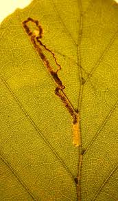 Image result for Stigmella tityrella